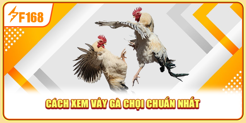 Cách xem vảy gà chọi chuẩn nhất