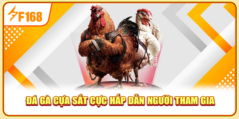 Đá gà cựa sắt cực hấp dẫn người tham gia Đá gà cựa sắt cực hấp dẫn người tham gia