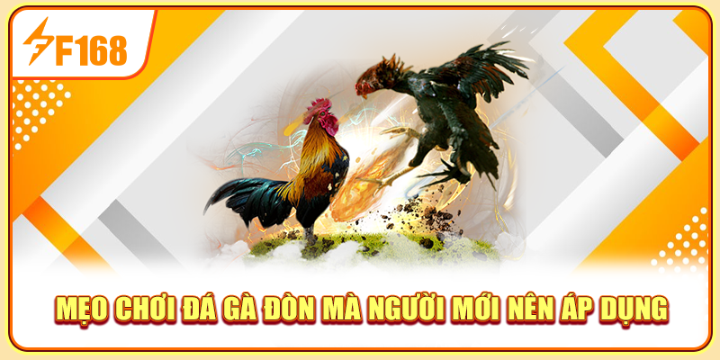 Mẹo chơi đá gà đòn mà người mới nên áp dụng